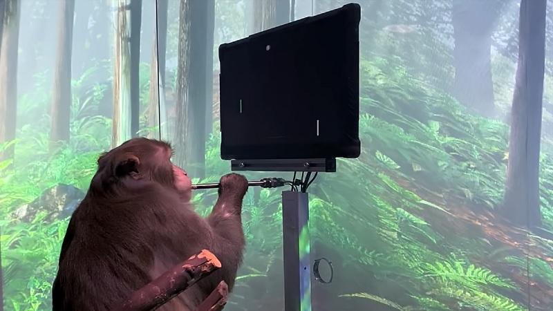 Macaco jogou videogame com o dispositivo da Neuralink