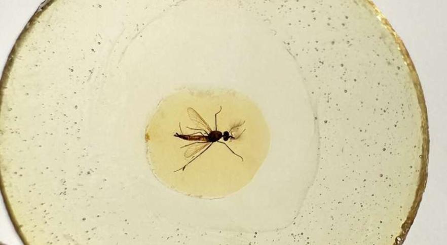 Fóssil de mosquito mais antigo do mundo 