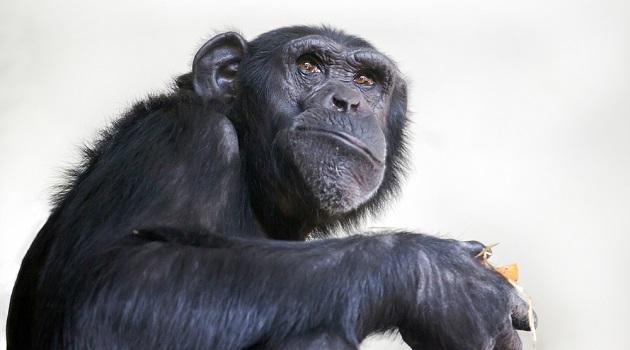 Estudo mostra que chimpanzés também podem acreditar em Deus-0