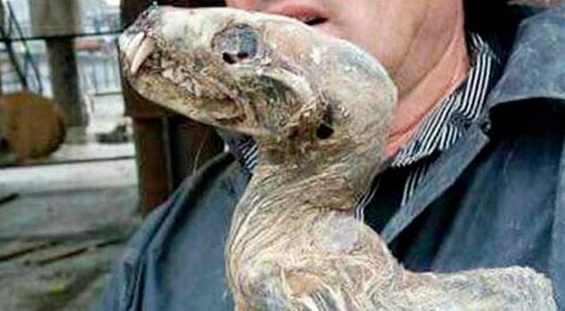 Criatura mumificada desconhecida é encontrada em mina de diamantes-0