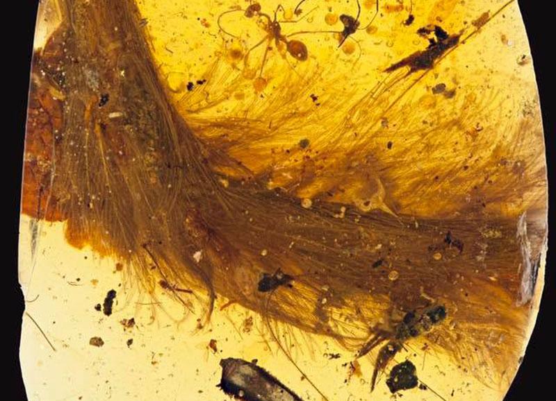 Cauda de dinossauro com penas é descoberta intacta em âmbar-0