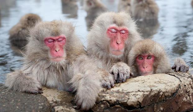 Gene invasor obriga Japão a sacrificar 57 macacos da neve-0