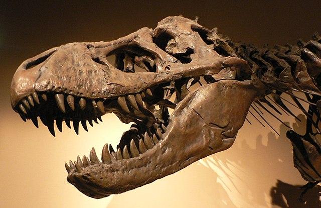 Encontrado Sue, o maior fóssil de Tiranossauro rex já descoberto-0