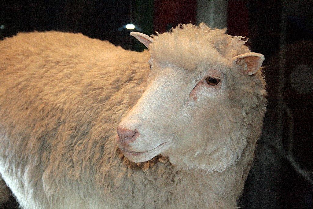 Clonagem da ovelha Dolly é divulgada para o mundo-0